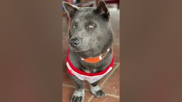 idol family Nguyen Van Dui #shorts