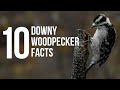 10 Fun Facts About Downy Woodpeckers