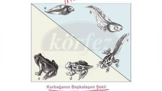 Hayvanlarda Üreme Büyüme Ve Gelişme 6 Sınıf Bölüm2