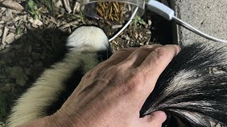 Skunks Are Always Welcome #backyardwildlife #skunks #welcome