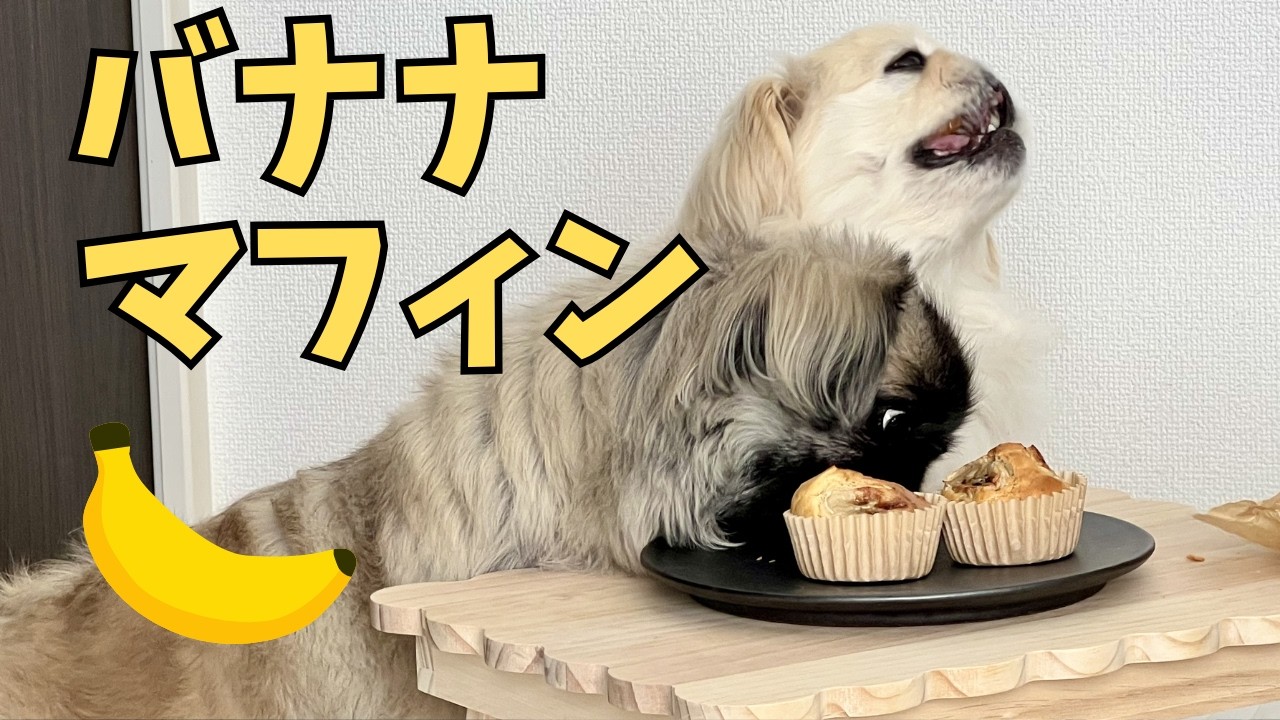 手作りおやつに大興奮！まめこむの食べっぷりが最高すぎた🐶✨