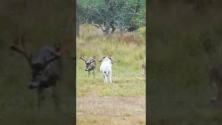 Ram vs Deer