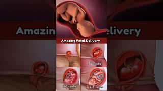 Baby Growing in the Womb ? fetus share pregnancy