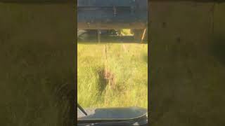 Notch tree puller vs mesquites in pasture.