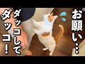 【甘えんぼ猫】『ママ抱っこ！』とせがむ猫に予想外の事態が…