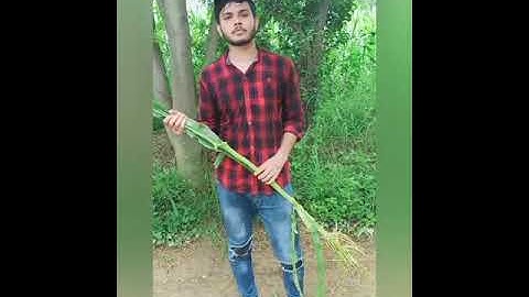 Measurement of different growth parameters in maize plant ( M.Usama Javed  17- Arid-3135)