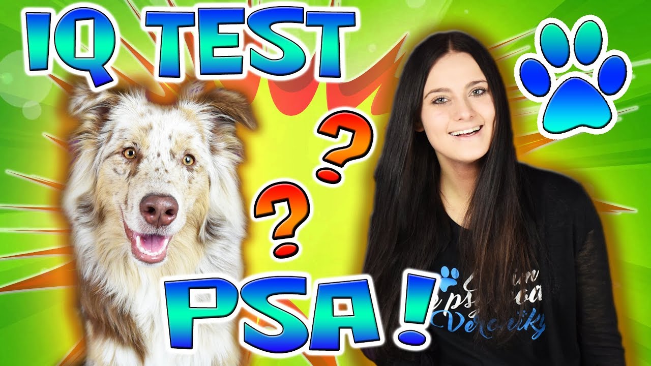 Iq Test Psa Zkousim Iq Test Se Stenatkem Merlinem Youtube