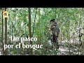 Un paseo por el bosque