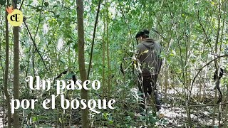 Un paseo por el bosque