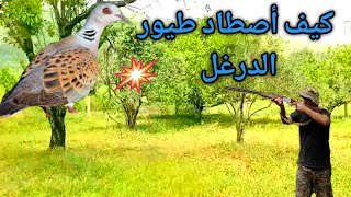 كيف اصطاد طيور الدرغل 2022(درغل)