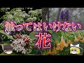 恐ろしくも美しい...超危険な猛毒を持つ花5選【ゆっくり解説】