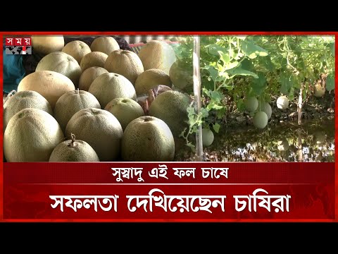 Rock Melon or Sammam, known as the desert fruit, is being cultivated in Khulna | Khulna | Melon C...