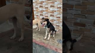 Puppy Training Desi Dog