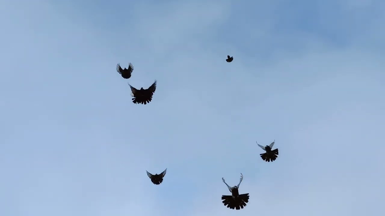 ГОЛУБИ СТАНИЦА ЕГОРЛЫКСКАЯ