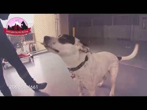 dog adoption mauritius Available for Adoption : Lucy