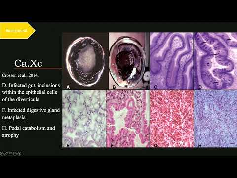 Katherine Roy Presents White Abalone Haliotis Sorenseni Restoration Aquaculture An 