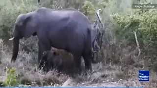 Mother Elephant Kicks Baby Back To Life (Africa) screenshot 4