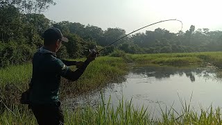 Ada kolam di tepi hutanharuan monster shimano