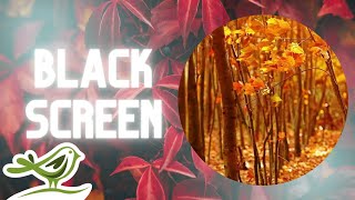 Fall Asleep Fast | Sleep Music & Black Screen by Peder B. Helland