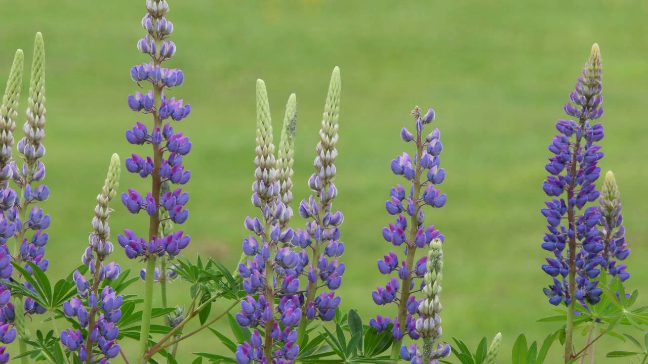 Nikon D500 4K UHD Video Sample #1: 3840 x 2160, 30fps, ISO 1600 - YouTube