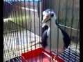 suara burung ruwak ruwak di lamandau