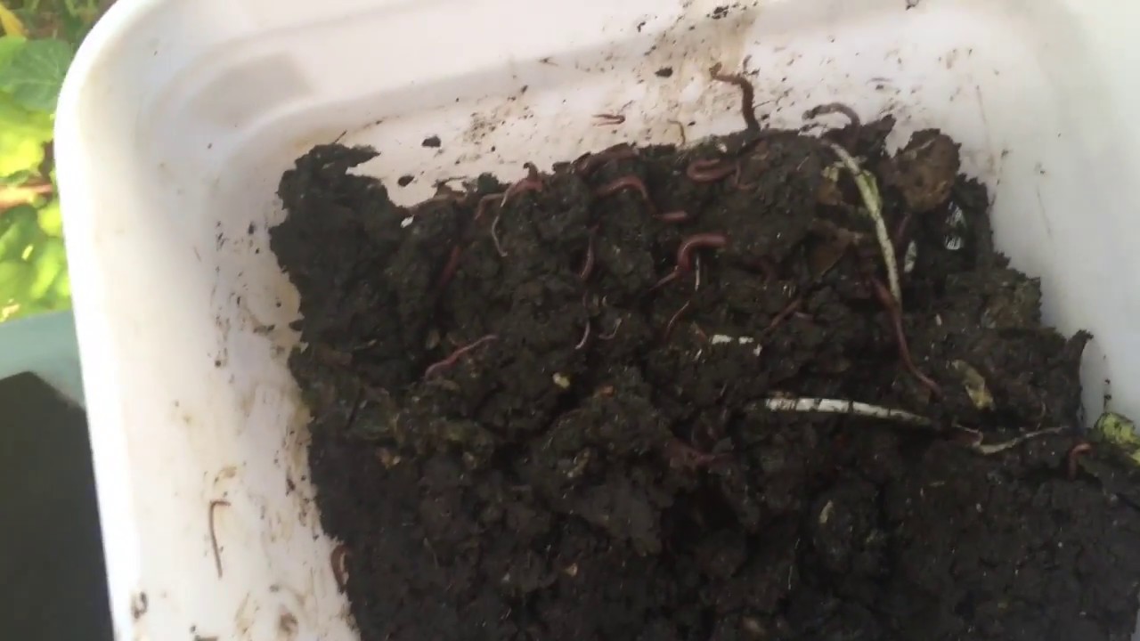 How To Plant An Avocado Tree