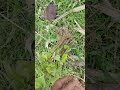 100+ plants laga raha hu #shorts
