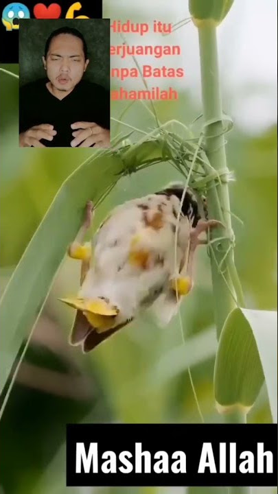 CARA BURUNG PIPIT BIKIN SARANG UNIK‼️#fypシ #shorts #trending #viral #comedy #dubbing #funy #fyp