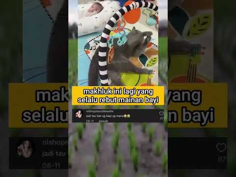 Resiko Punya Todler #cat #catlovers #catvideos #kucing #kucinglucu #catshorts