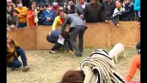 Bịt mắt bắt ...heo. Buồn cười không tả nổi