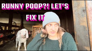 Scours In Goats And What I Do To Fix It | Why We Check Famacha Scores | Goat With Diarrhea
