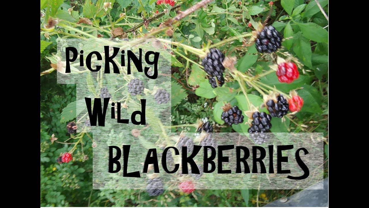 Picking Wild Blackberries in Kentucky YouTube