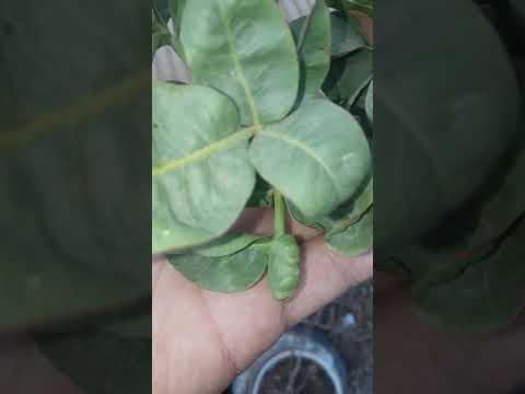 أنثى أم ذكر شتلة الفستق الحلبي 