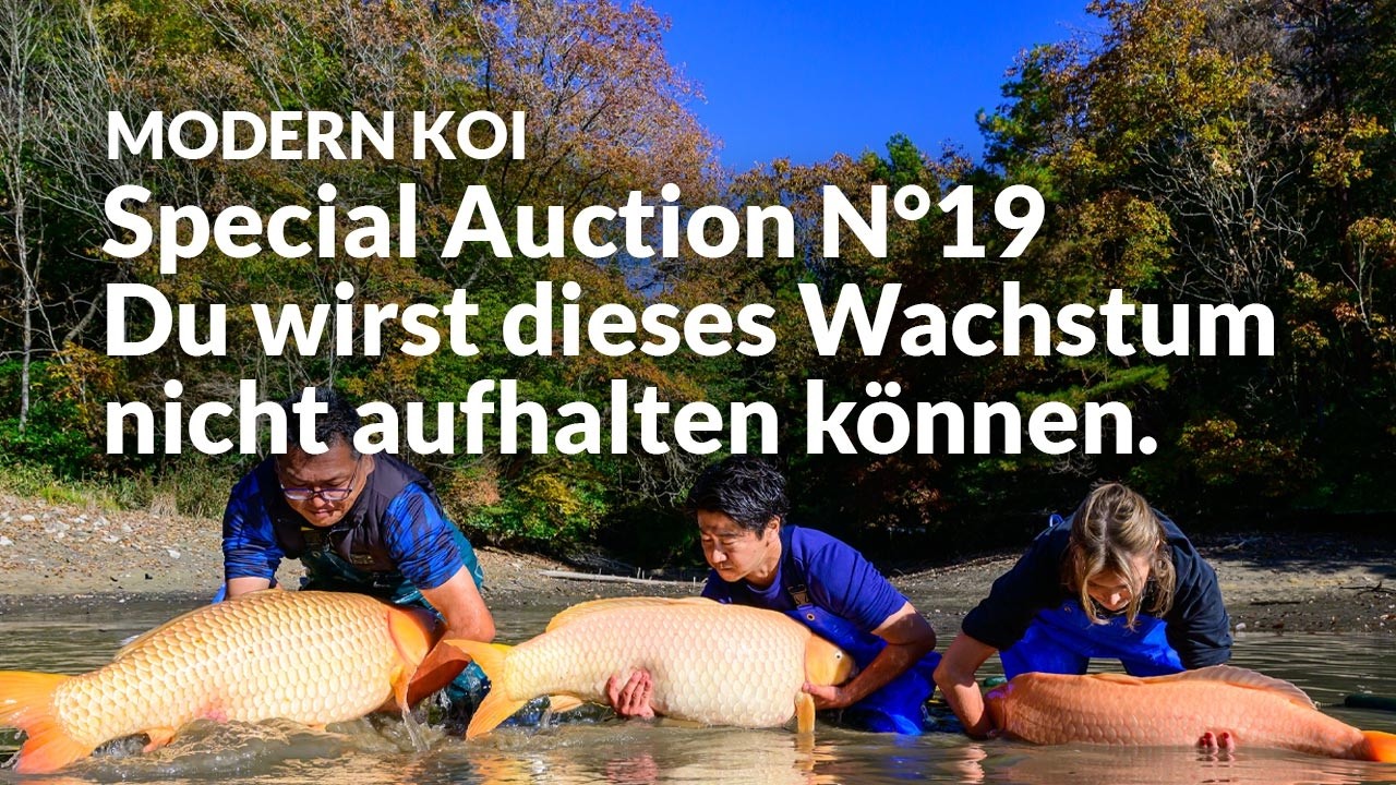 Alle Koi aus der Special Auction No. 19 im Detail erklärt | Konishi Koi News