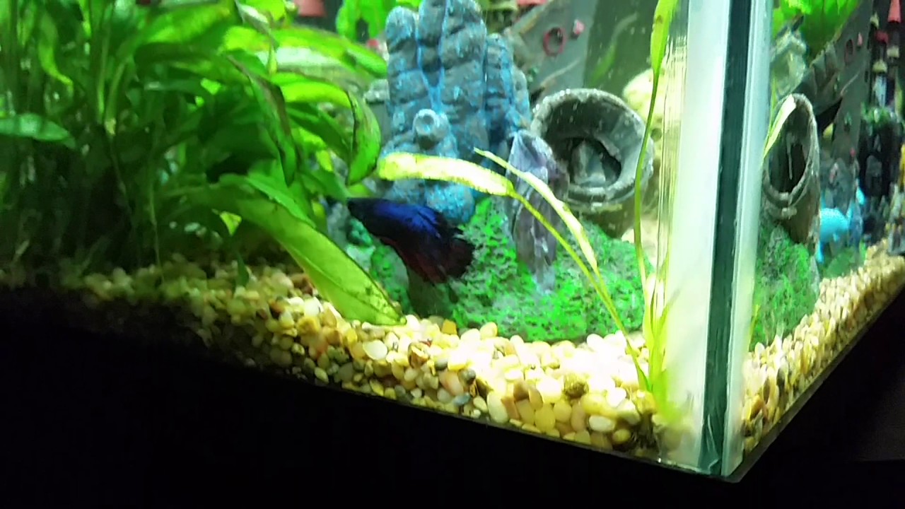 Male bettas living together Update YouTube