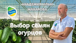 Семена огурцов. Правила выбора.