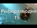 Рыборазводня в гараже, часть 15: размножение аквариумных улиток ампулярий