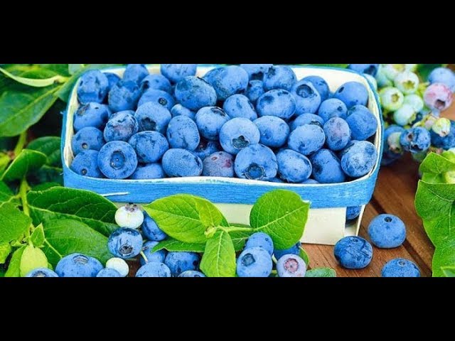 ГОЛУБИКА. ГОЛУБИКА ЭЛИЗАБЕТ – БОЖЕСТВЕННАЯ ЯГОДА! ТопСад