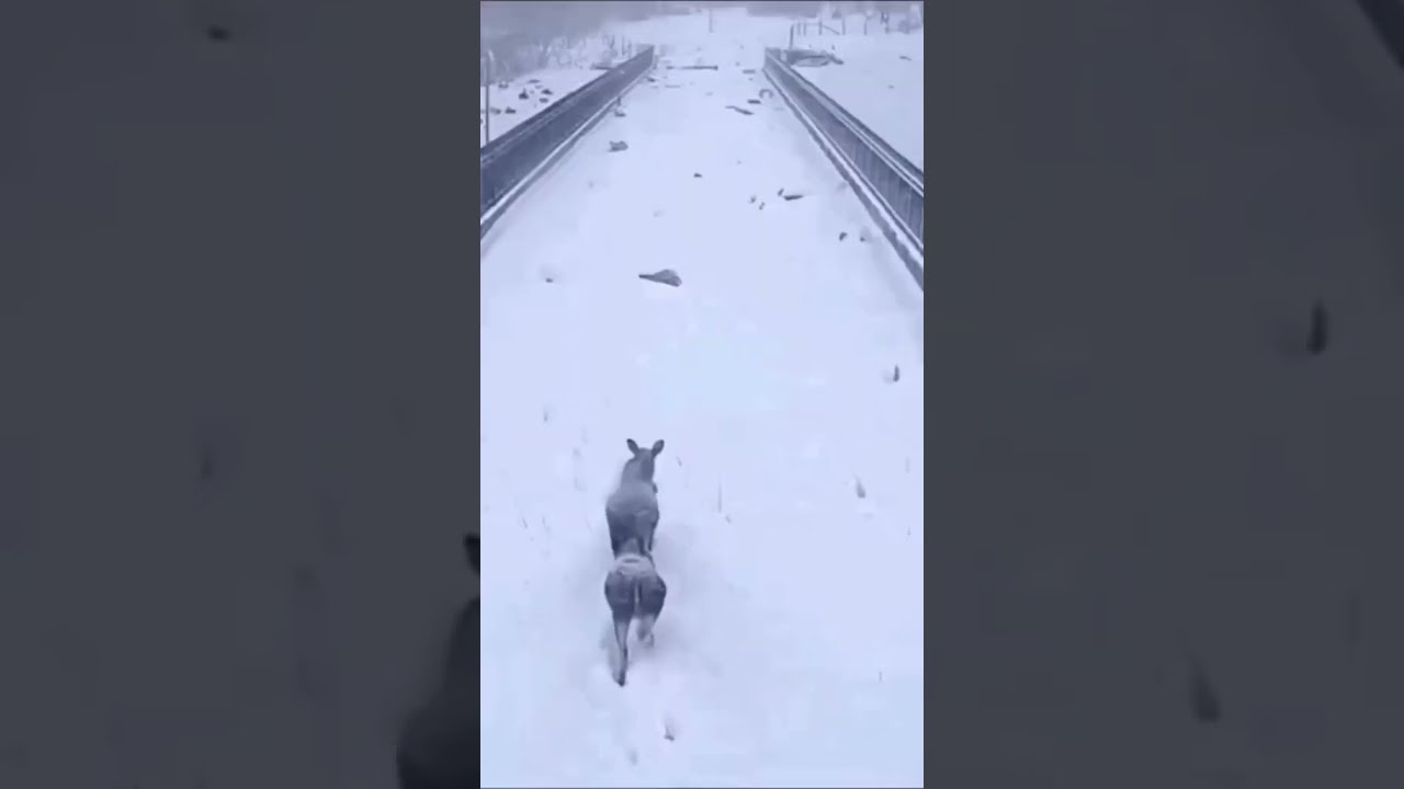 Wildlife overpass helps animals safely cross the highway 🐻🦊 