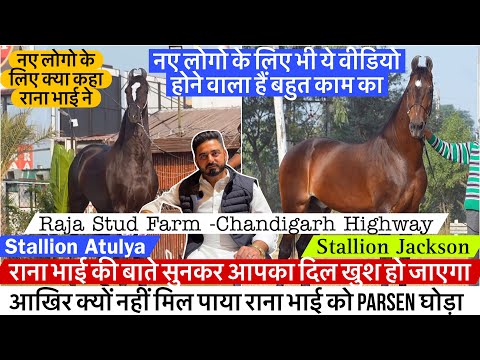 देखिए राना भाई का Stallion Atulya आखिर क्यों नहीं मिल पाया राना भाई का Parsen घोड़ा !