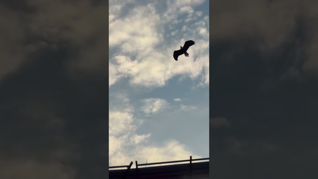 Every Flight from Everyone’s Favorite Pregame Tradition 