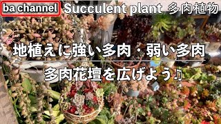 177 多肉植物 地植えに強い多肉植物 弱い多肉植物 多肉花壇を広げよう Succulent的youtube视频效果分析报告 Noxinfluencer