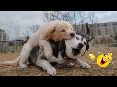 When Animals Become COMEDIANS 😂🐶 Funniest Animal Fails and Reactions Compilation 2026 🤣 #11