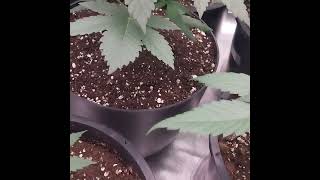 7 plant update @ucangrow2443