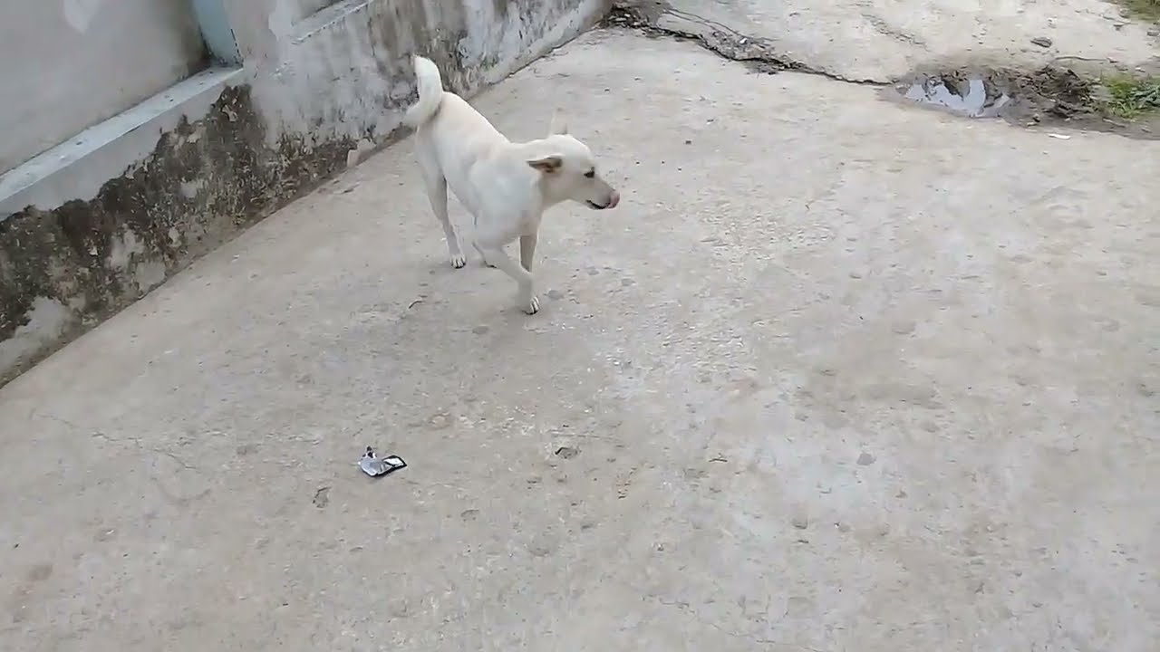 Русская бездомная собака с закрученным хвостом / Зимний вечер / Уличные собаки / Уход за бездомны...