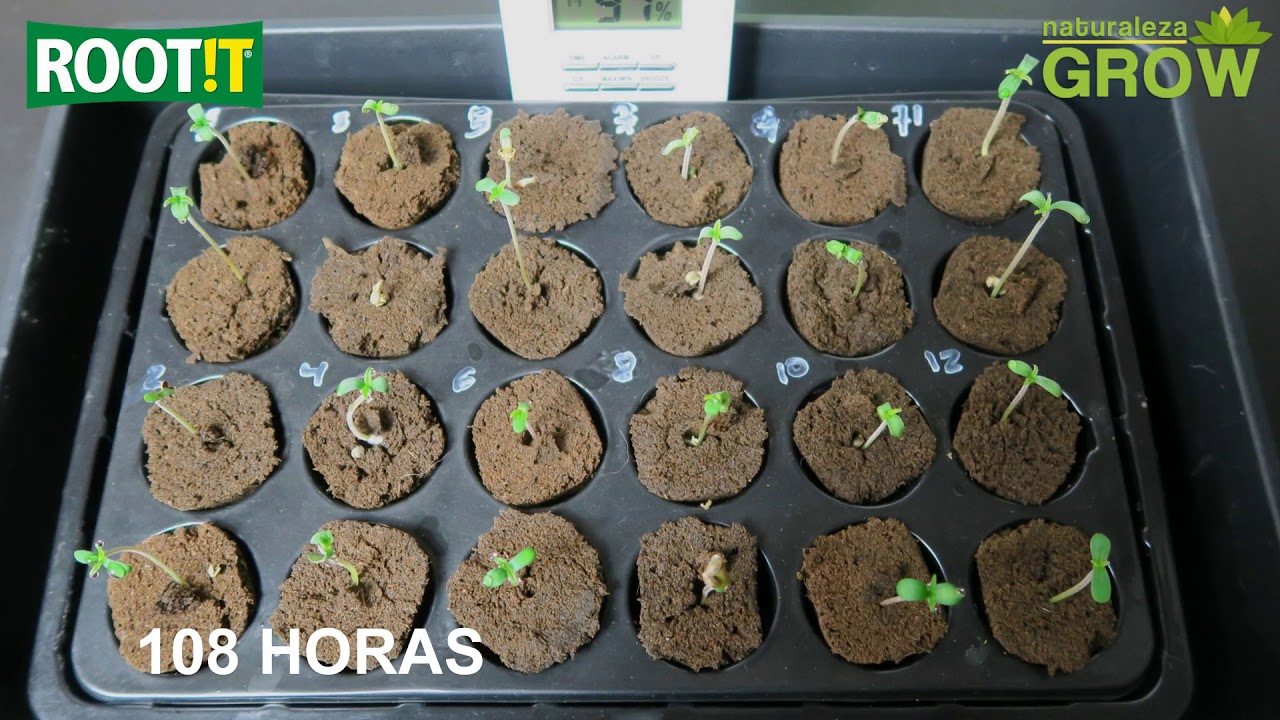 Kit propagador invernadero Root it