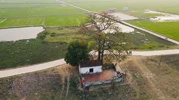 Cây Gạo Miếu Bà Cô-Yên Dũng-Bắc Giang | tôi là Thực