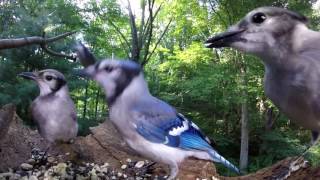 Grosbeak vs Baby Blue jays & Catbird (Pecking Order part 1)