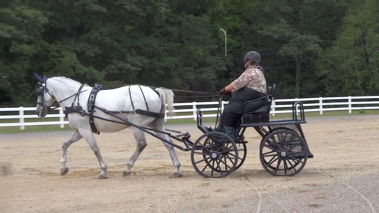 Dressage test Horse training level YouTube