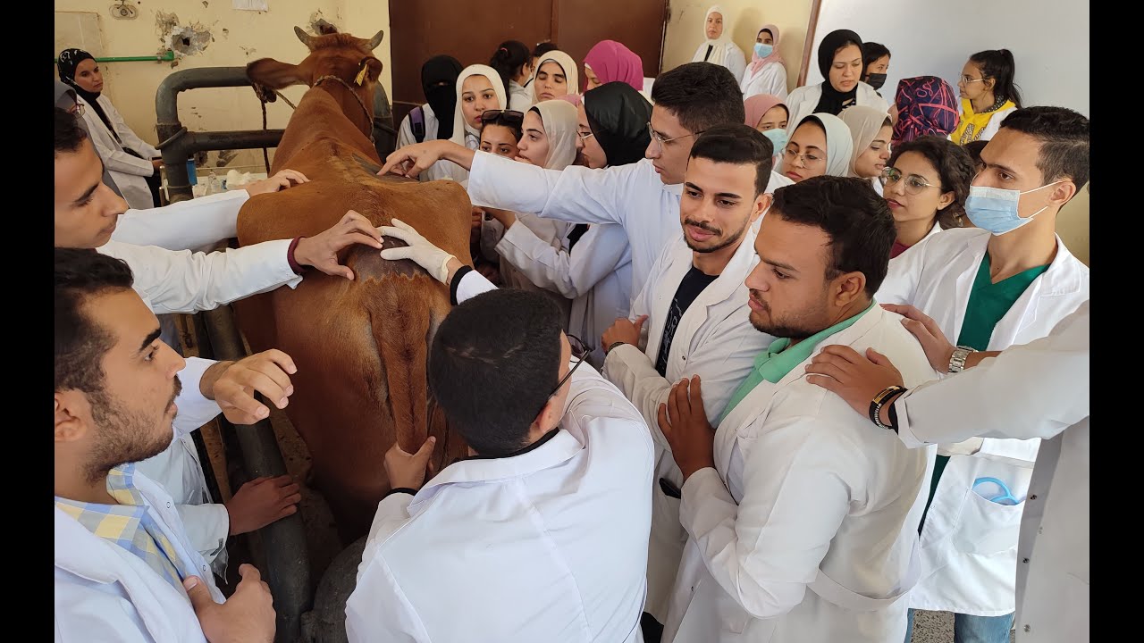 Epidural analgesia in cattle (Caudal epidural posterior type by small